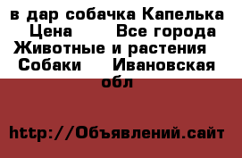 в дар собачка Капелька › Цена ­ 1 - Все города Животные и растения » Собаки   . Ивановская обл.